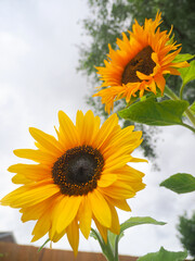 close up of vibrant yellow sunflowers seen from a low angle against a light grey sky