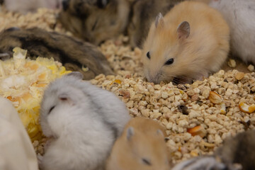 A group of small, fluffy hamsters in various colors huddled together and sleeping in a bed