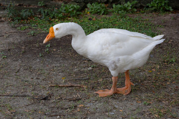close-up of a white goose with an orange beak, head down, foraging on the ground for food.