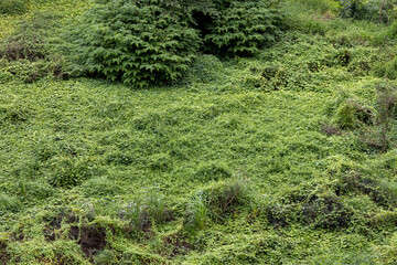  overhead shot of a thick carpet of various small green leaves and plants