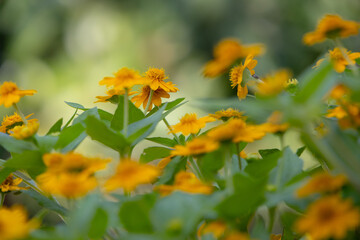 bright yellow Dahlberg Daisy (Thymophylla tenuiloba), also known as Golden Fleece or Pricklyleaf.