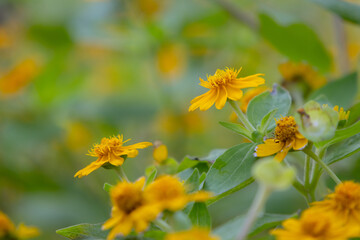 bright yellow Dahlberg Daisy (Thymophylla tenuiloba), also known as Golden Fleece or Pricklyleaf.
