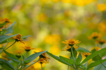 bright yellow Dahlberg Daisy (Thymophylla tenuiloba), also known as Golden Fleece or Pricklyleaf.