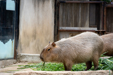 A large, brown capybara sits in a sandy enclosure, munching on a blade of grass.