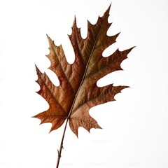 Naklejka premium Autumn's Embrace: A close-up shot of a beautifully detailed, single autumn leaf, showcasing the intricate textures and rich hues of the season.