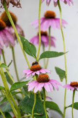 a bee collects pollen from flowers of Echinacea purpurea