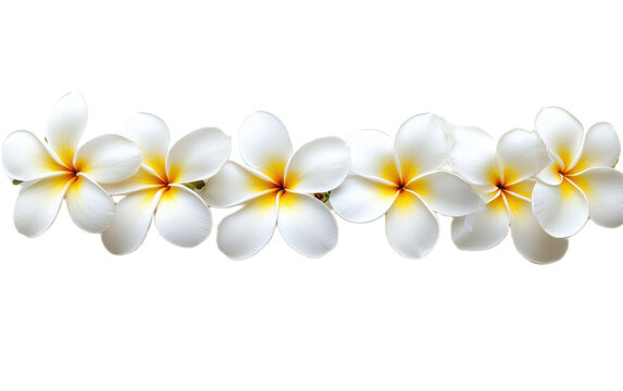 Hawaii garland of frangipani flower on white background,png