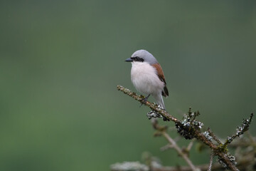 Fototapeta premium Neuntöter