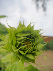 close up of a large sunflower bloom beginning to open up