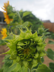 close up of a large sunflower bloom beginning to open up