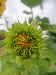close up of a large sunflower bloom beginning to open up