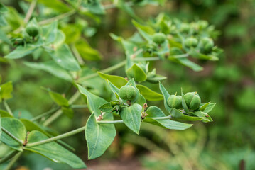 Close-up Green buds on self-seeded Euphorbia Lathyris caper spurge native to China, Central...