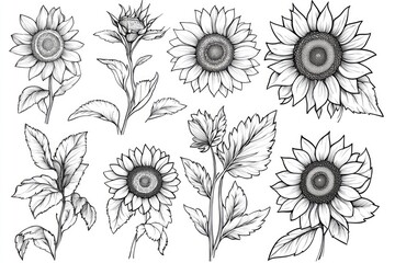 HandDrawn Sunflowers and Floral Elements Intricately Detailed Black Ink on White Background
