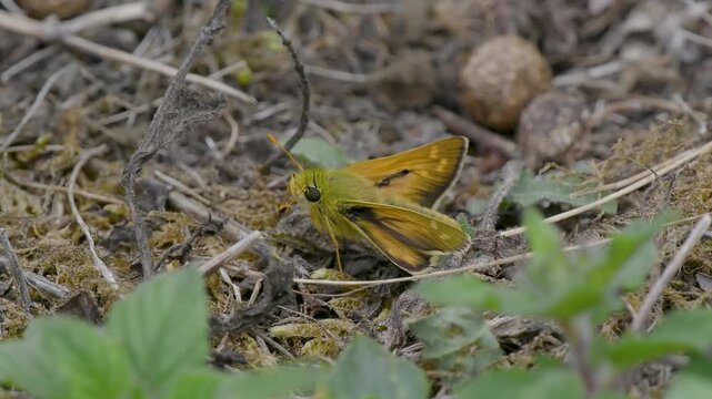 Silver-spotted Skipper Butterfly Resting in Grass