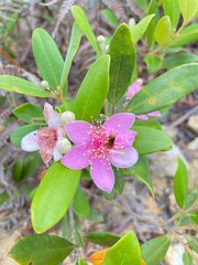 natural beauty hills and mountains. Bukit senarling Malaysia