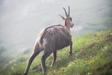 chamois