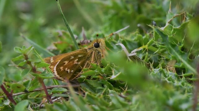 Silver-spotted Skipper Butterfly Resting in Grass
