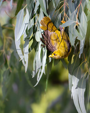 A bell miner (Manorina melanophrys) or bellbird, hanging upside down from a eucalyptus tree branch