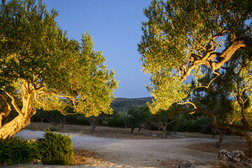 Olive trees in a garden. Brac Island, Croatia