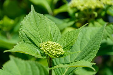 新緑に包まれた紫陽花のつぼみ