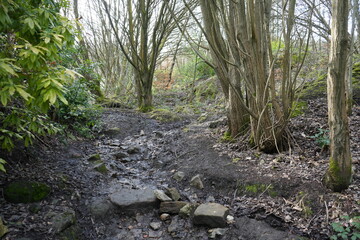 North East Derbyshire, England – March 6 2024: Muddy Woodland Footpath with Bare Winter Trees and Mossy Rocks in Rural Setting