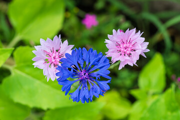 A Beautiful Array of Colorful Wildflowers in Their Natural Setting and Environment
