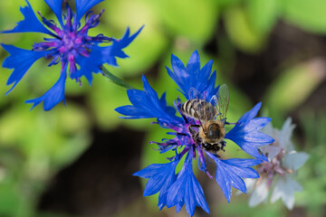 A Wonderful Bee is Gently Pollinating Beautifully Colored Flowers in Their Vibrant Colors