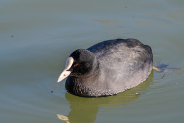 池に浮かぶオオバンのアップ