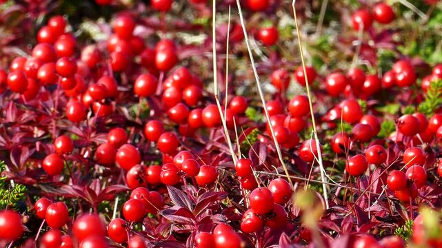 Large red ripe berries of an exotic northern plant of the polar tundra shake from the wind on a sunny summer day.