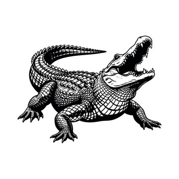 Silhouette of an alligator in profile isolated on white background