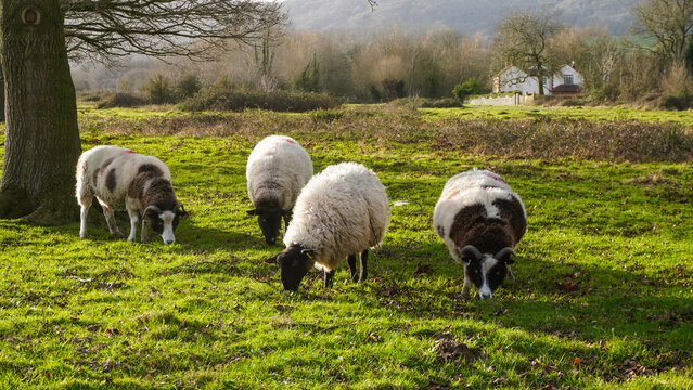 Low impact grazing by sheep, for conservation on common land. Castlemorton Common, Malvern Hills, UK