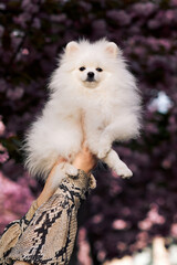 White fluffy Pomeranian dog held in hand, with blooming cherry blossoms background