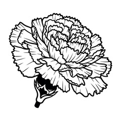 Elegant carnation flower silhouette isolated on white background
