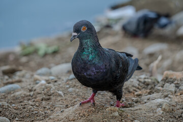 Pigeon standing on a rock with ocean in the background, looking alert.
