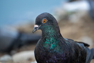 Pigeon perched on a seaside rock looking into the distance.