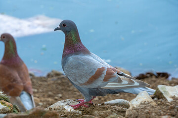 Two pigeons pecking at the ground for food on rocky terrain.
