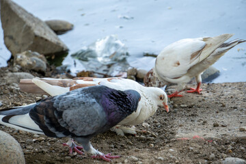 Several pigeons rest and interact on a rocky beach area.