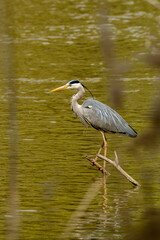 Heron waiting at the river to catch his dinner.