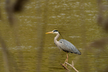 Heron waiting at the river to catch his dinner.