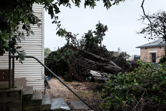 A car is unexpectedly crushed by a tree during a storm