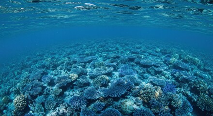 Fototapeta premium Vibrant coral reef teeming with life under the pristine ocean waters in the sunlight
