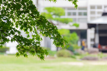 旧岩崎邸庭園の中庭にある緑のモミジ