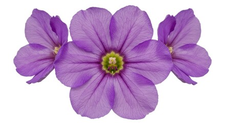 Captivating floral arrangement showcasing the beauty and intricate details of three purple blossoms