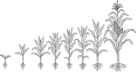 Flat vector cad drawing of corn plant growth stages from seedling to mature maize, with detailed root and leaf development illustration