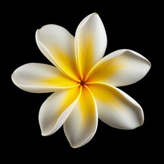 Tropical leaf on white isolated background, plant, realistic photo