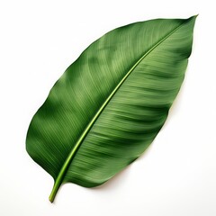 Tropical leaf on white isolated background, plant, realistic photo