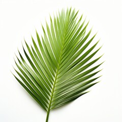Tropical leaf on white isolated background, plant, realistic photo