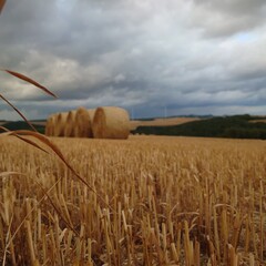 field of wheat