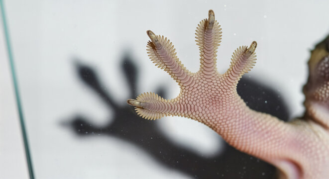 Gecko Foot Close Up on Glass Surface, Reptile Grip Texture, Animal Macro Photography