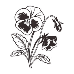 Elegant pansy flower silhouette isolated on white background